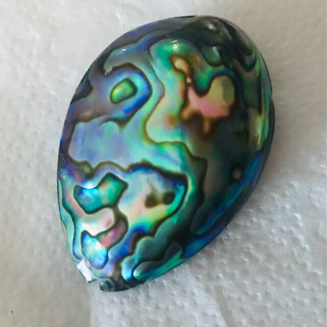 レインボーアワビ貝：真珠のような紫、ピンク、青の貝殻（40～60 mm