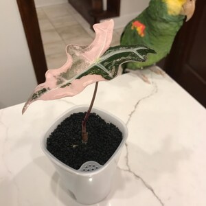 Andrea ha añadido una foto de su compra