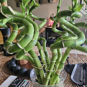 P added a photo of their purchase