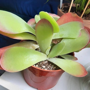 Donna ha añadido una foto de su compra