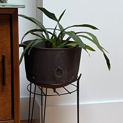 Aspidistra Elatior 'milky Way' in 6 Pot Cast - Etsy