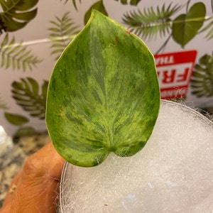 Maneth added a photo of their purchase
