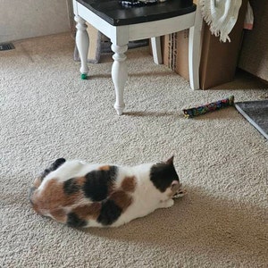 Stacey added a photo of their purchase
