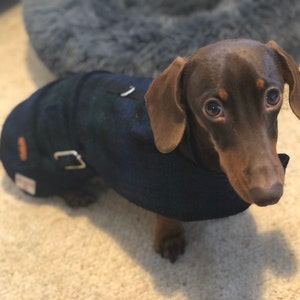 dachshund thundershirt