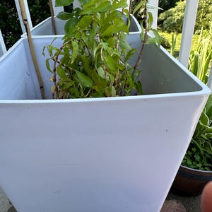 Harini ha añadido una foto de su compra