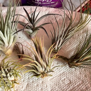 Dawn added a photo of their purchase