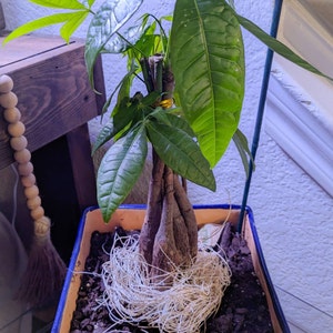 Darlene added a photo of their purchase