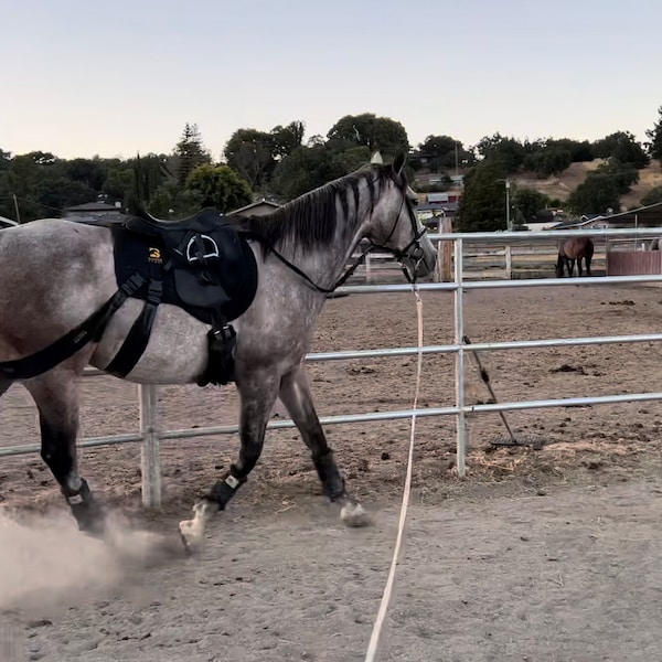 Equine Balance Dressage Core Conditioning Training Aid – Equine Band System, Made In UK