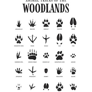 Animal Tracks Print, Woodland Nursery Decor, Printable Wall Art, Boys ...
