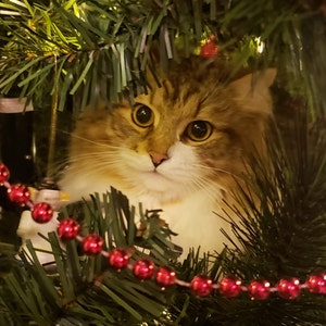 catalina added a photo of their purchase