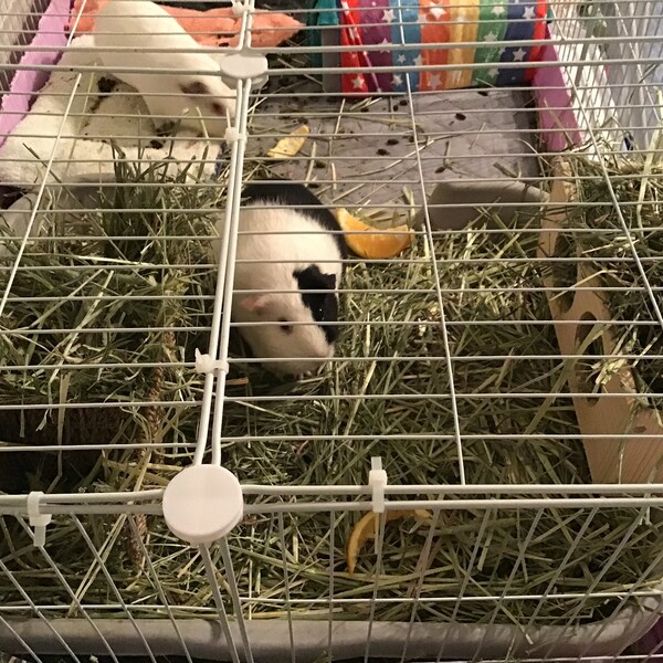 View of Guinea Pig Hay Feeder, Hay Rack Wooden, Made by Asaswood - Etsy