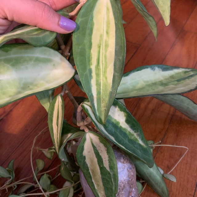 Hoya Marcophylla Pot of Gold (((hoya)))) Phyto-cer//// - Etsy
