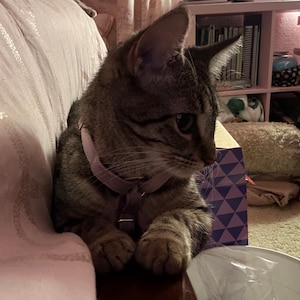 Olivia added a photo of their purchase
