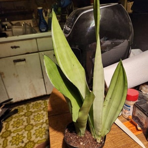Jolaine added a photo of their purchase