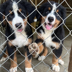 Dwynette added a photo of their purchase
