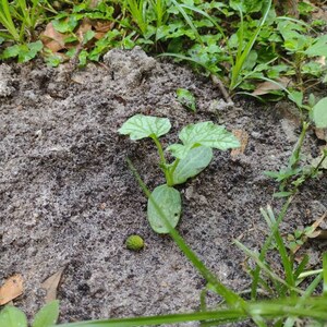 Cheryl added a photo of their purchase