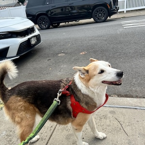 Yoshi added a photo of their purchase