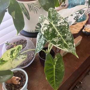 Yashey added a photo of their purchase