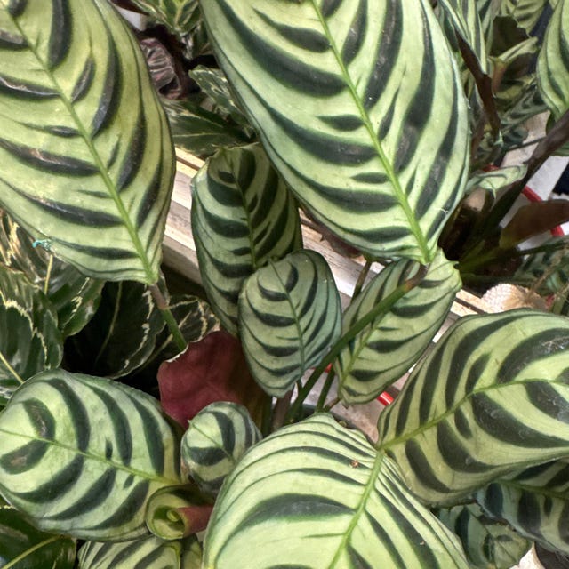 dracena fragrans golden coast Gold Coast Staggered Dracaena - 8" Pot