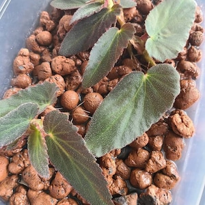 Comprador de Etsy ha añadido una foto de su compra