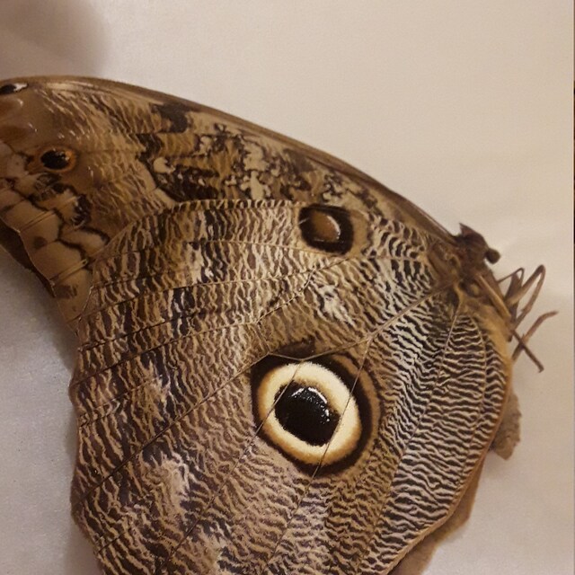 Caligo Memnon REPLICA Framed Verso Owl Butterfly Resting Pose Peru