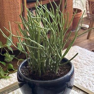 beatriz a ajouté une photo de son achat