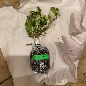 Catherine added a photo of their purchase