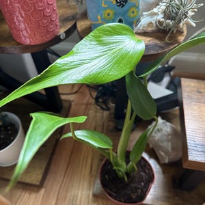 Jill added a photo of their purchase