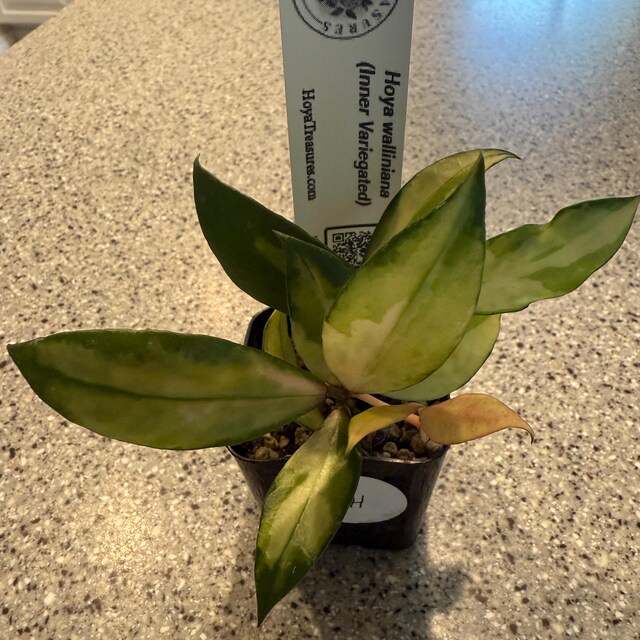Hoya walliniana (Inner Variegated) | 2-Inch  Hoya Treasures