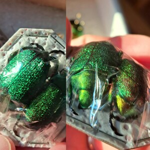 Chrysophora Chrysochlora Real Green Scarab Beetle Pair Male Female