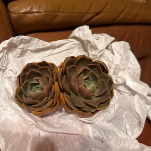 Indri added a photo of their purchase