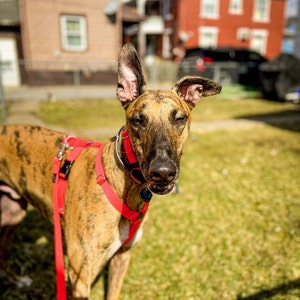 Koral Dawn added a photo of their purchase