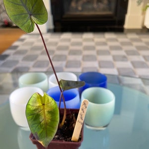 Comprador de Etsy ha añadido una foto de su compra