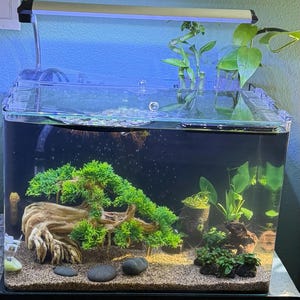 盆栽 水槽 流木 岩 ベース アクアスケープ 水槽 装飾 流木 天然 - Etsy