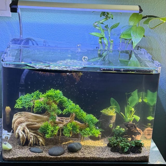 盆栽 水槽 流木 岩 ベース アクアスケープ 水槽 装飾 流木 天然 - Etsy