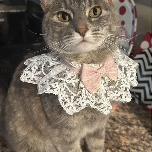 View of Handmade Rose and Lace Collar for Pet Cats and Dogs, Pet Party, Wedding ...