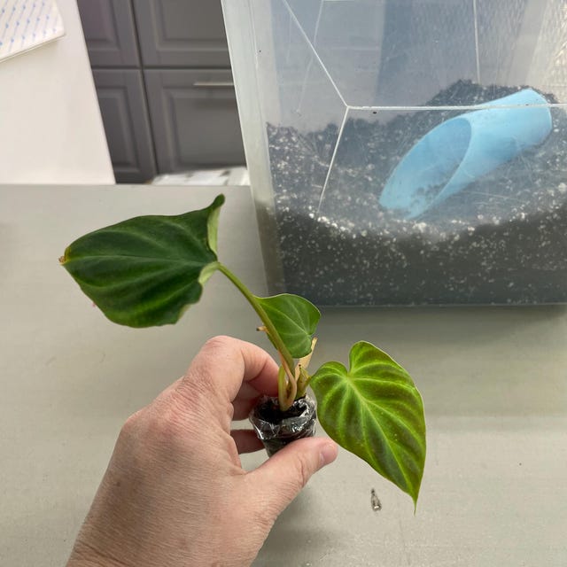 hoya plant Hoya Pubicalyx Hoop Houseplant - Medium (10-14