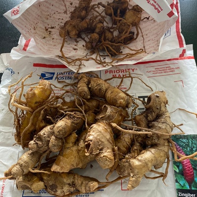 10 Shampoo Ginger Rhizomes, Zingiber Zerumbet, Awapuhi Kuahiwi ...