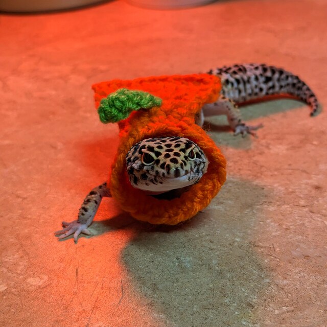 Pumpkin Gecko Costume | Gecko Cape | Crocheted | Pet Costume - Etsy