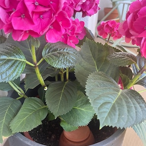 Sue added a photo of their purchase