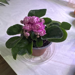 Acquirente Etsy ha aggiunto una foto del proprio acquisto