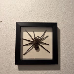 Kelby heeft een foto van de aankoop toegevoegd