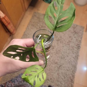 Fire さんが購入した商品の写真を追加しました