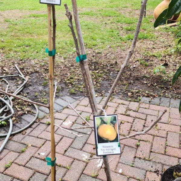 Giant Fuju Persimmon Tree- 2 Feet Tall - Grafted Tree - Ship in 3 Gal ...