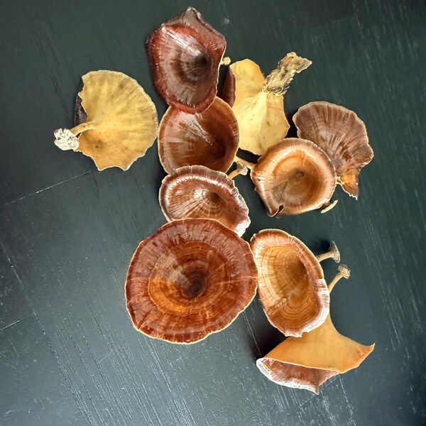 TINY BUTTON Top SNAIL Shells, Miniature Snail Shells, Black Pearl ...