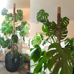 Camille added a photo of their purchase