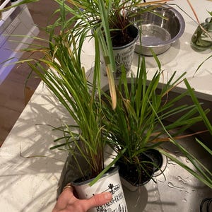 Jill a ajouté une photo de son achat