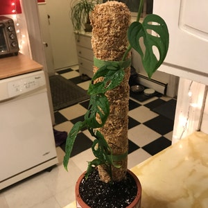 Annie added a photo of their purchase