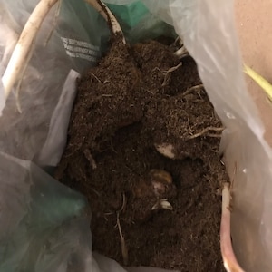 Anjana added a photo of their purchase