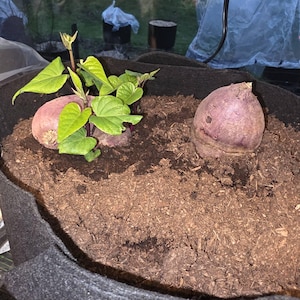 Elizabeth added a photo of their purchase